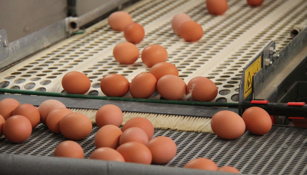 A Transfer of Farm Eggs Between Collecting Conveyors. A Transfer of Farm Eggs Between Collecting Conveyors.