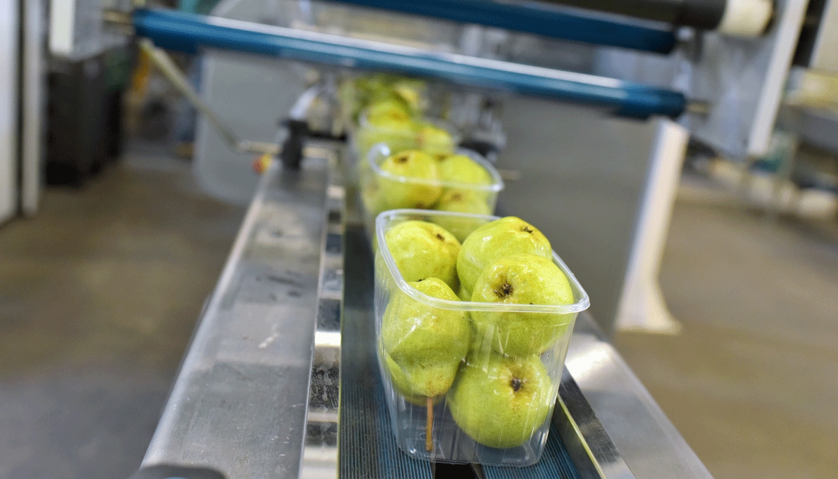 modern packaging machine for fresh pears in a factory for food industry modern packaging machine for fresh pears in a factory for food industry