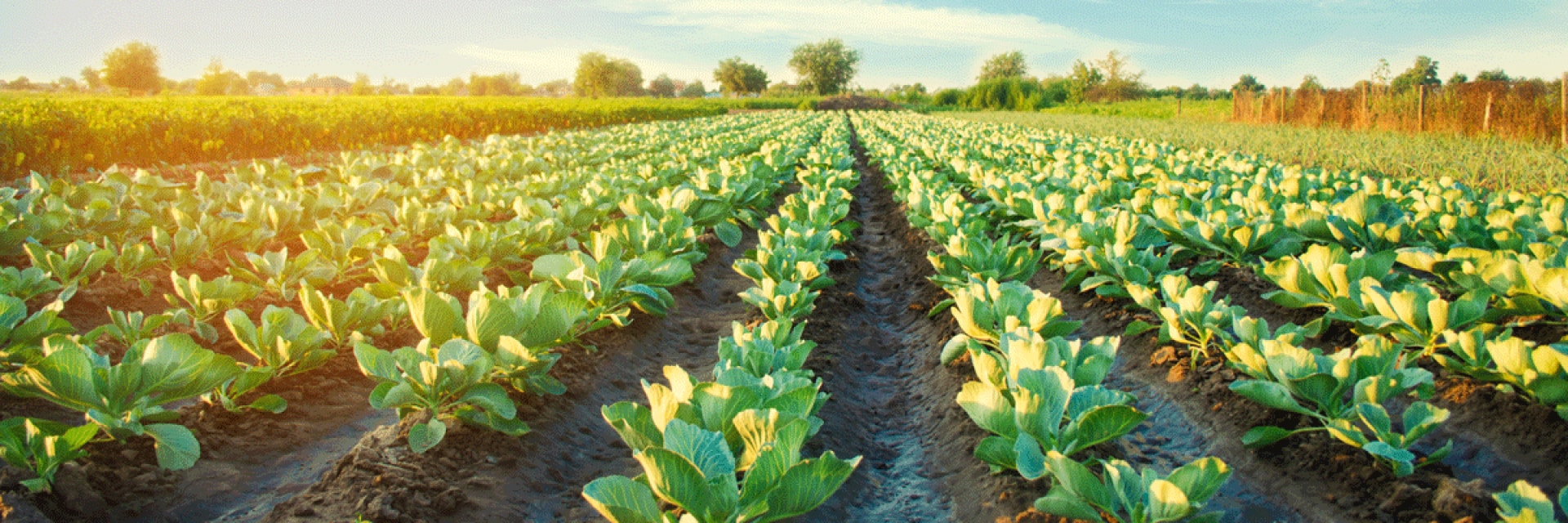 Food Production & Processing