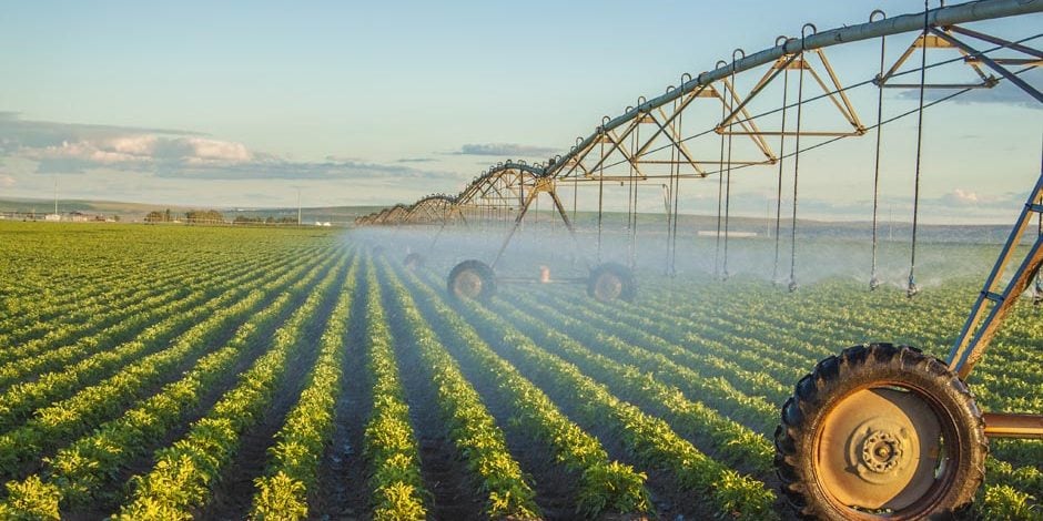potato field potato field irrigated by a pivot sprinkler system